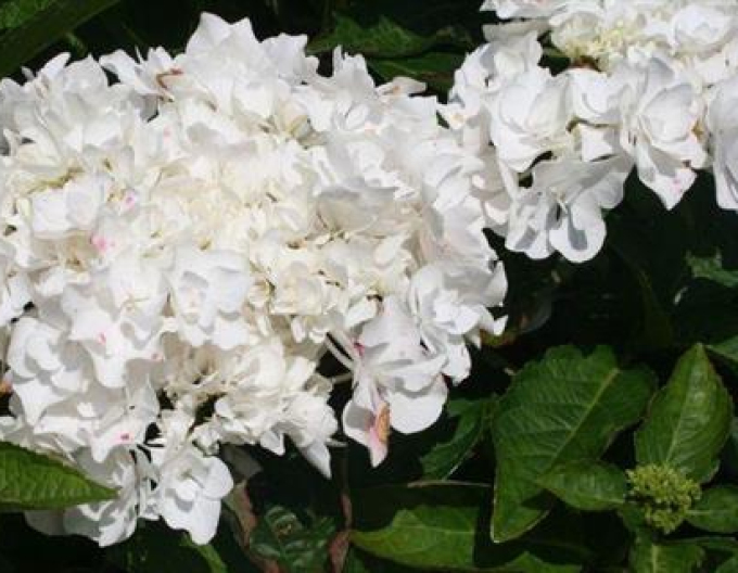 Hydrangea calinoides Coco