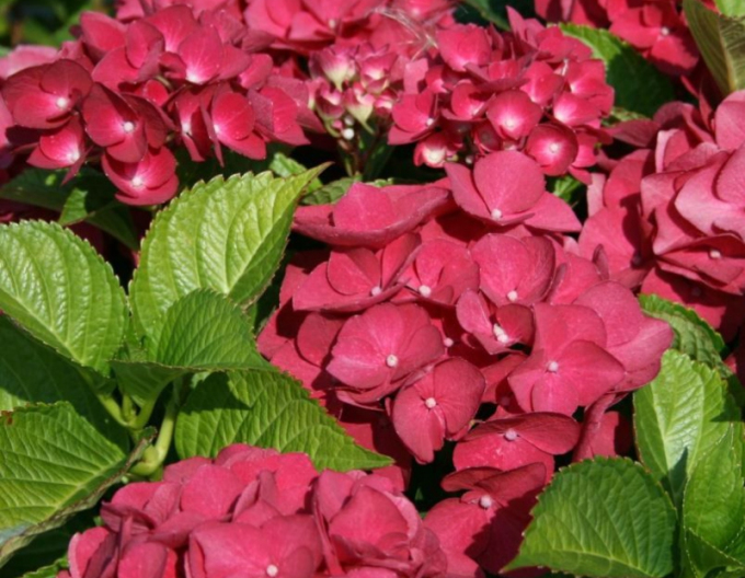 Hydrangea calinoides Red Baron