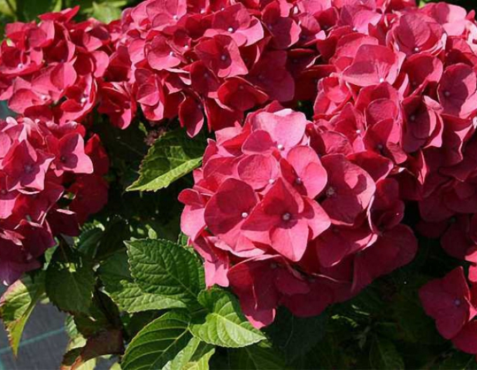 Hydrangea calinoides Red Baron