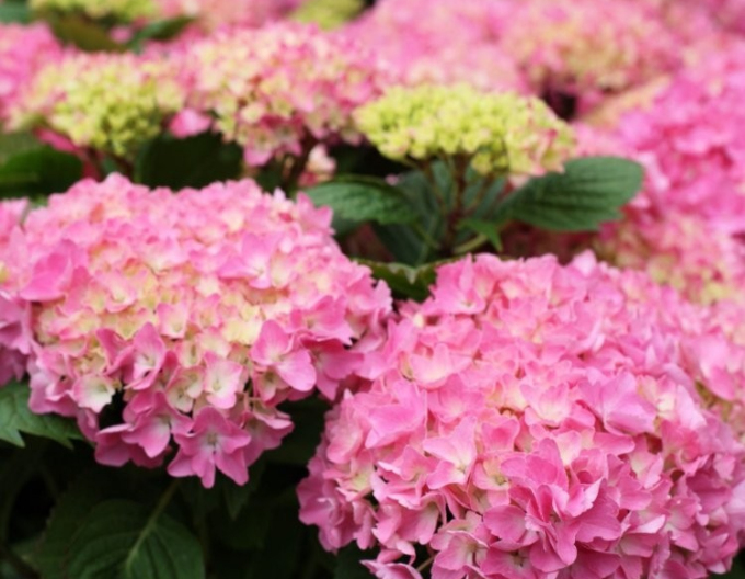 Hortenzie velkolistá  ´Rosita´