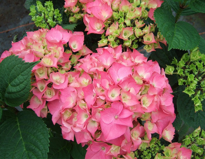 Hortenzie velkolistá  ´Rosita´