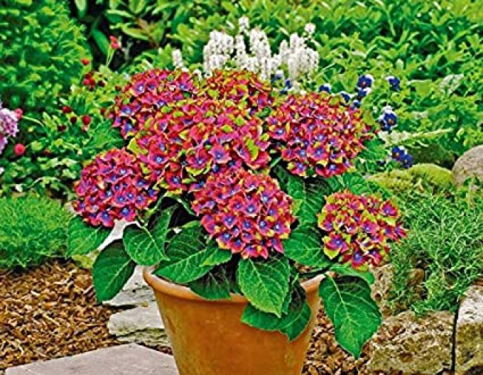 Hydrangea calinoides Schloss Wackerbath