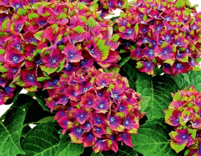 Hydrangea calinoides Schloss Wackerbath