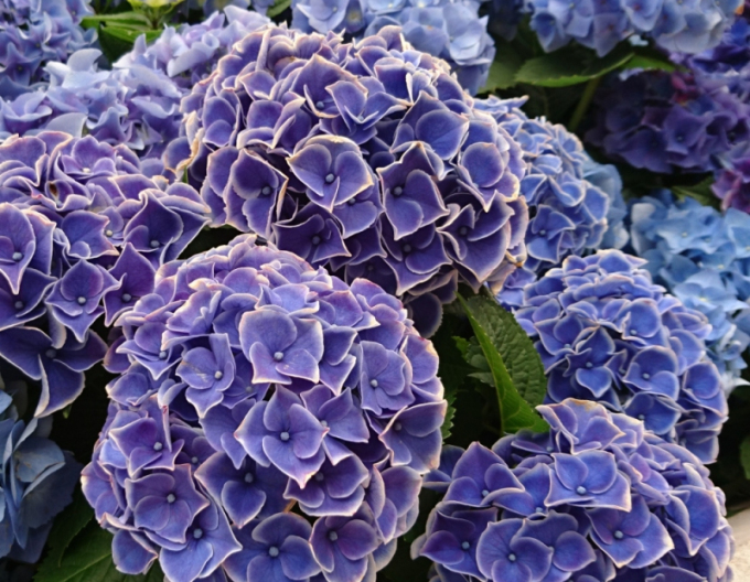 Hydrangea calinoides Tivoli Blue