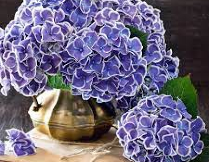 Hydrangea calinoides Tivoli Blue