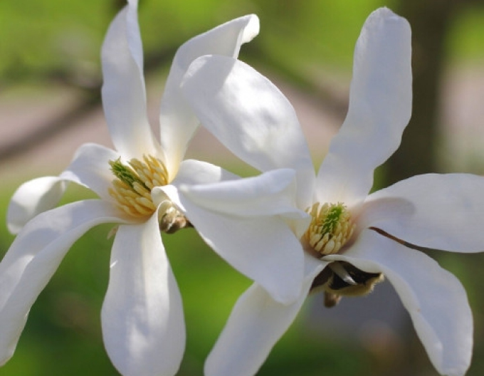 Šácholan Stellata