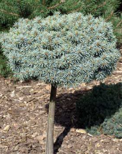 Smrk pichlavý ´Pali´ na kmínku