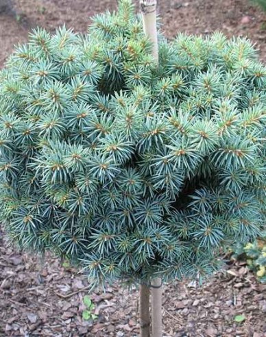 Smrk pichlavý ´Pali´ na kmínku