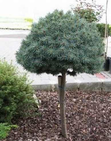 Smrk pichlavý ´Pali´ na kmínku