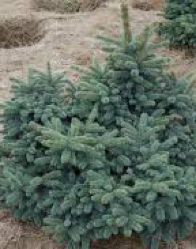 Smrk ztepilý ´Waldbrunn´