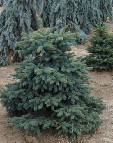 Smrk ztepilý ´Waldbrunn´