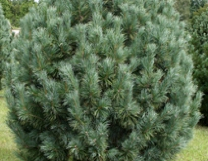Borovice končetinová ´Compacta Glauca´