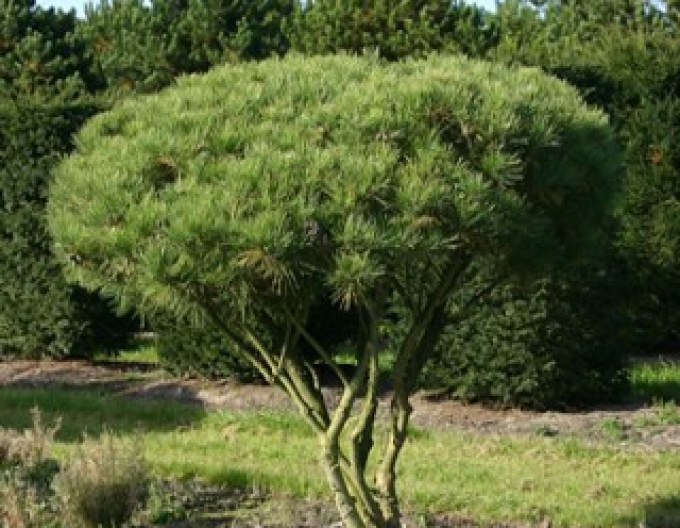 Borovice lesní ´Umbraculifera´
