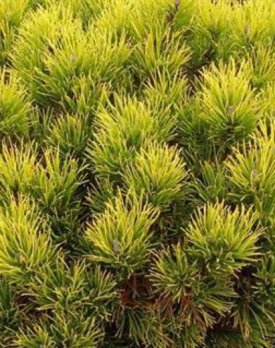 Borovice Carsten´s Wintergold´
