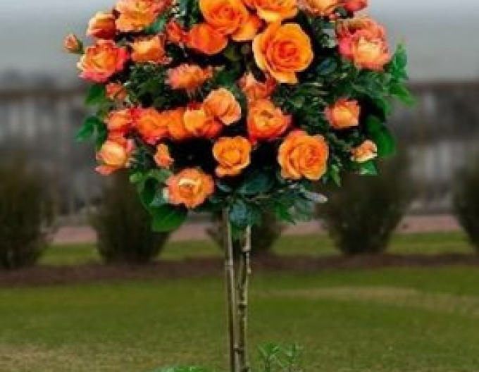 Strom Rose Orange