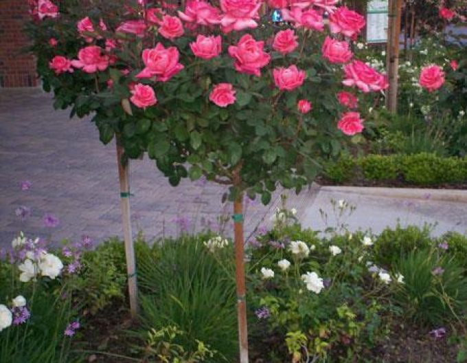 Tree Rose Pink