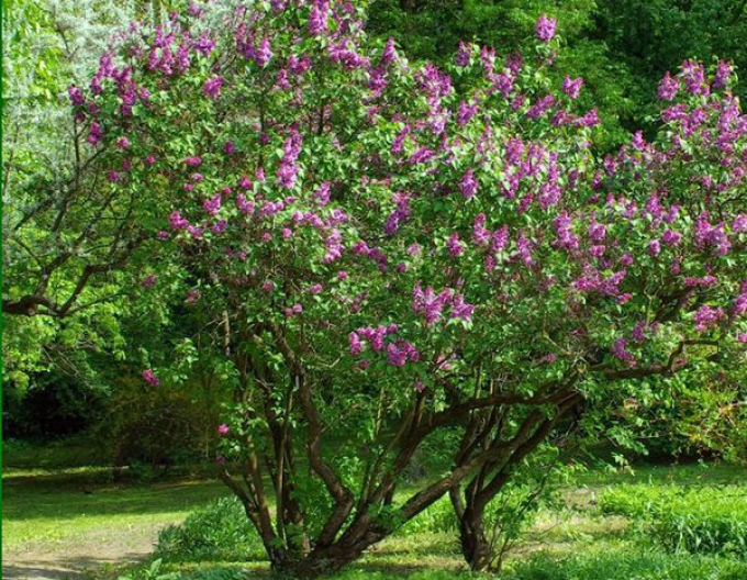 Šeřík obecný Aucubaefolia