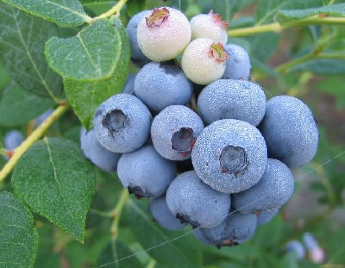 Kanadské borůvky ´Blueray´
