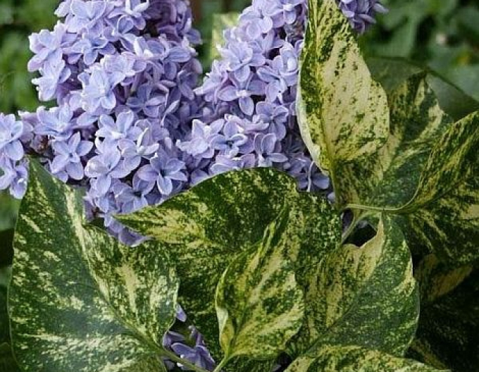 Šeřík obecný Aucubaefolia