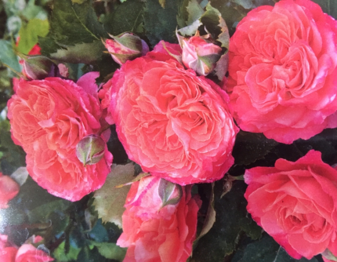 Strom Rose Orange