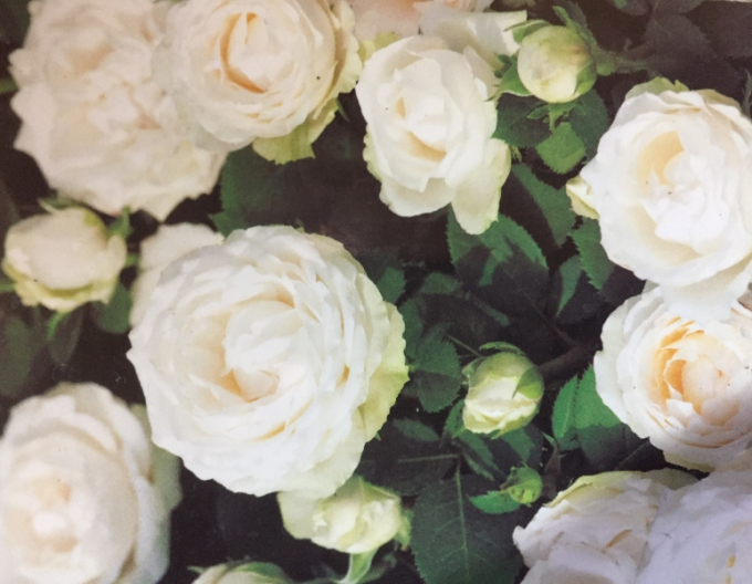 Rose Tree White
