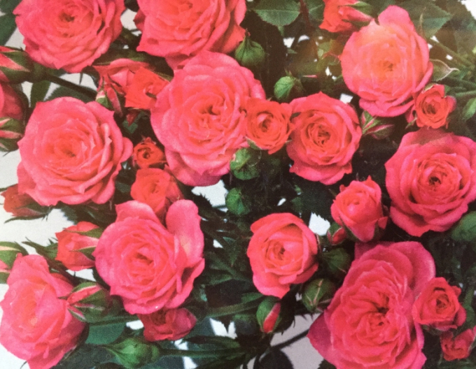 Tree Rose Pink