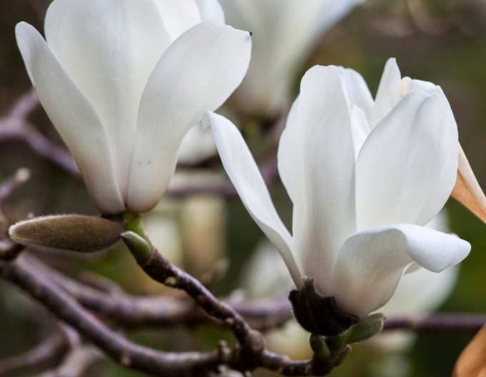 Magnolia ´White Triumph´