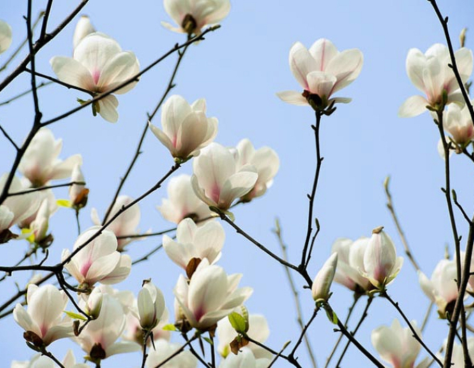 Magnolia ´Yulan´