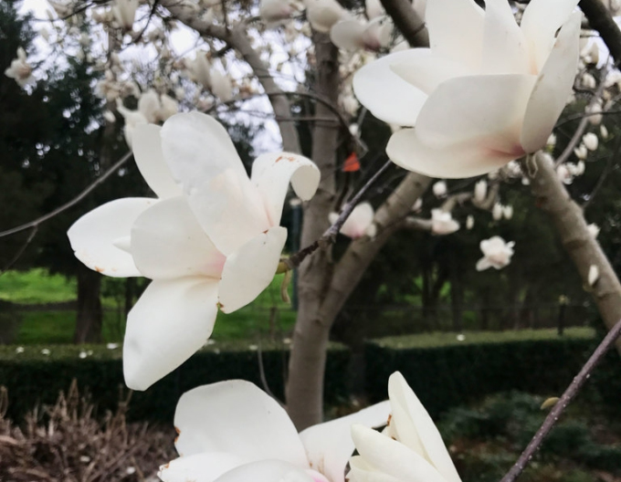 Magnolia ´Yulan´