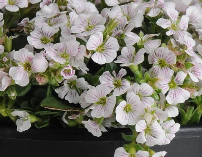 Gypsomila cerastioides ´Pixie Splash´