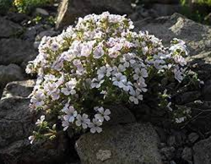 Gypsomila cerastioides ´Pixie Splash´