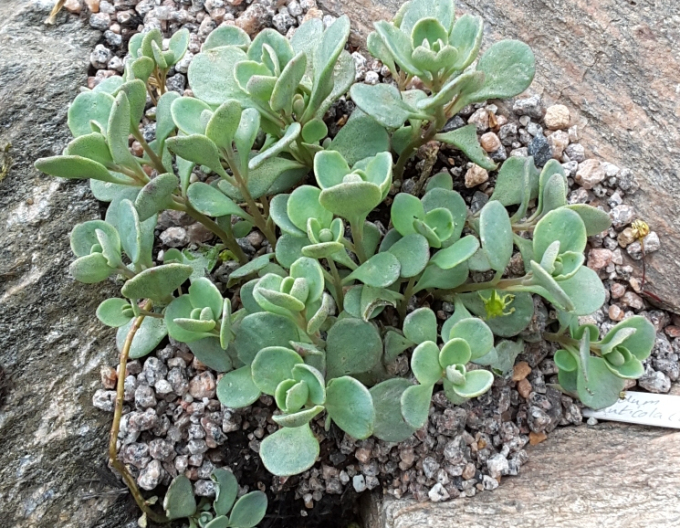 Rozchodník Cauticola
