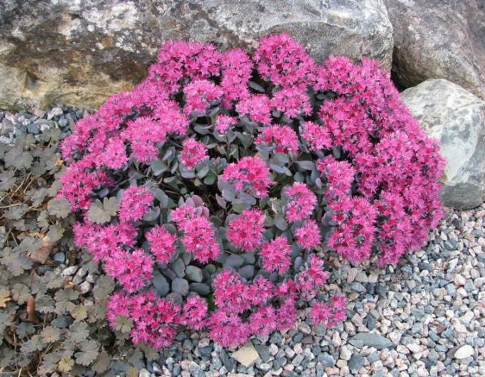 Rozchodník Cauticola