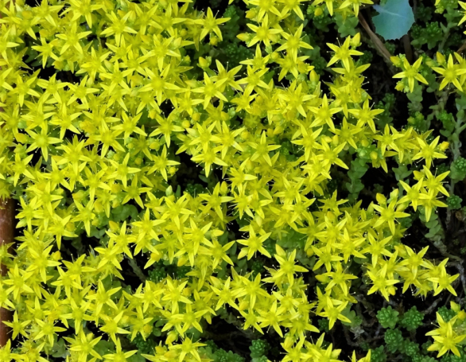Rozchodník Aureum