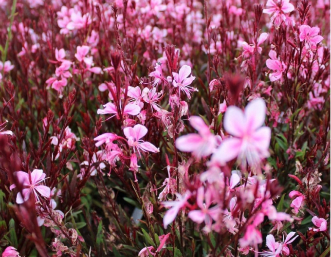 Gaura ´Passionate Blush´ (vášnivý ruměnec)