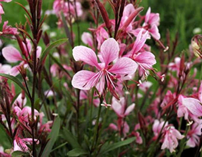 Gaura ´Passionate Blush´ (vášnivý ruměnec)