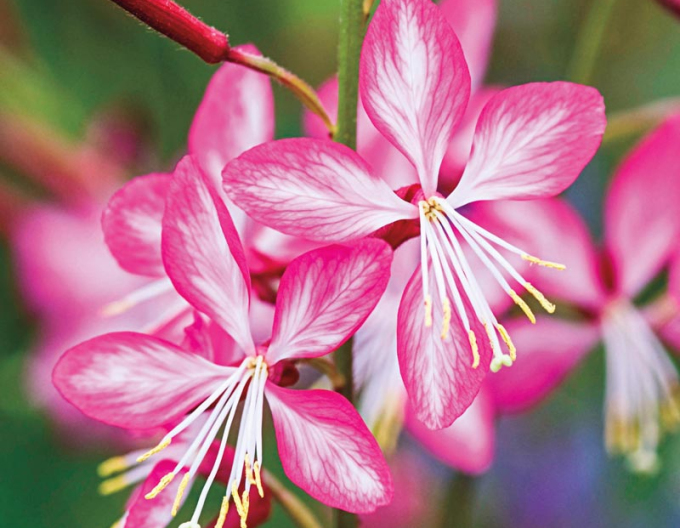 Gaura ´Rosy Jane´