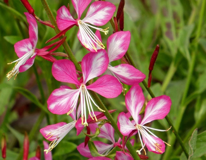 Gaura ´Rosy Jane´