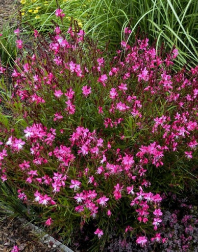 Gaura ´Siskiyou Pink´