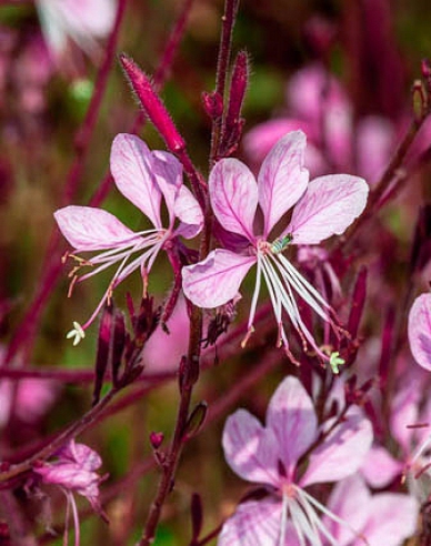 Gaura ´Siskiyou Pink´