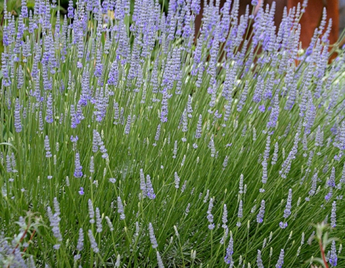 Levandule "Provence"