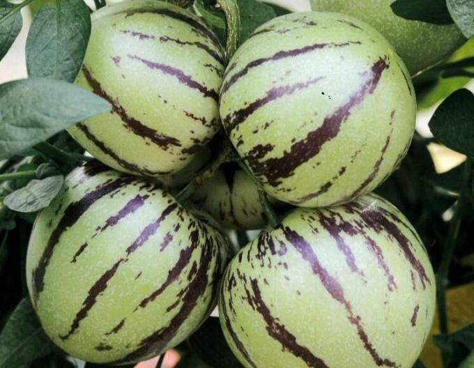 Cibule ´Copa´