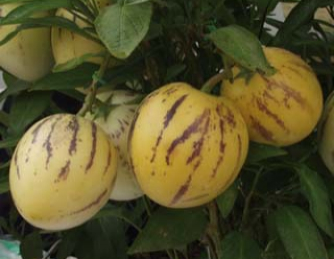 Cibule ´Copa´