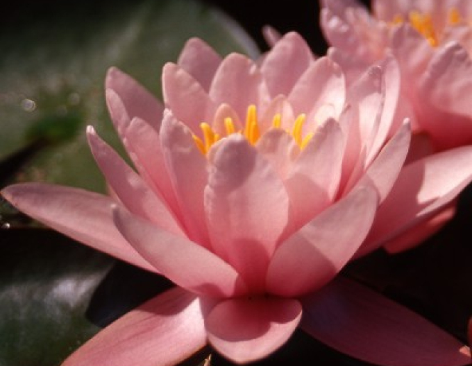 Vodní lilie ´Rose Magnolia´