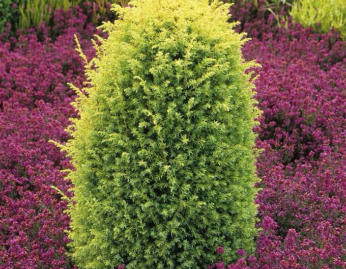 Jalovec ´Gold Cone´