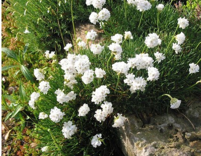 Trávnička přímořská "Armada White"