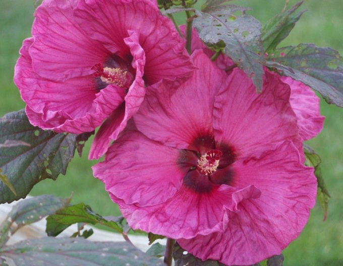 Pumpernickel ´Plum Crazy´
