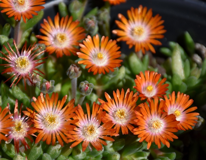 Delosperma  Ice Cream Orange