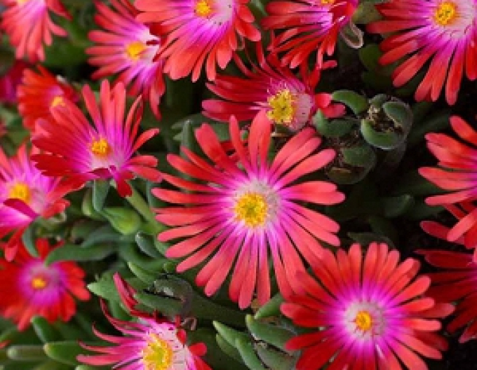Delosperma Jewel of Desert Ruby