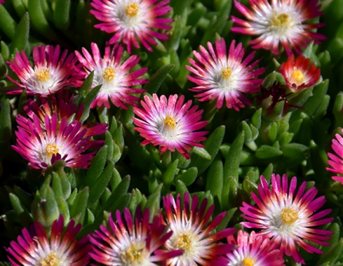 Delosperma Jewel of Desert Ruby